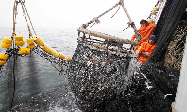 Pesca de anchoveta Artesanal: Enmalle