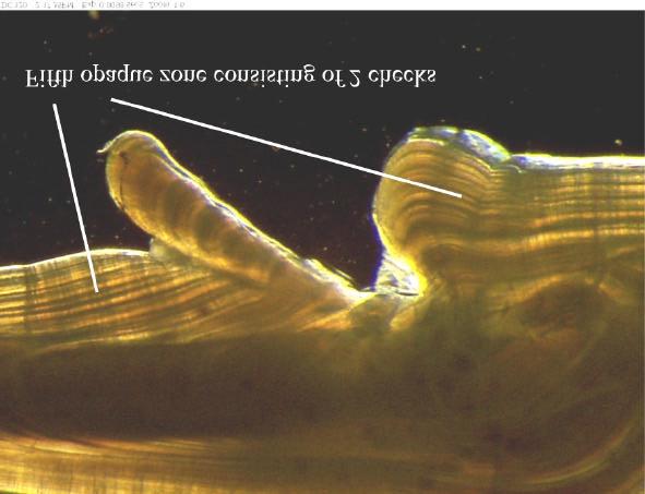 Figura 5: Anillos falsos asociados a una sección de otolito de Dissostichus eleginoides preparada según el método de CAF y vista bajo luz transmitida.