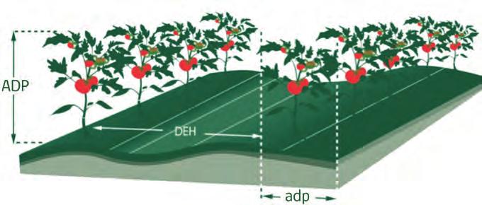 Figura 3.14. Mediciones a realizar en un huerto para determinar el volumen de vegetación (TRV).