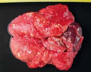 Figura 3. Pulmón y riñón de un tejón con tuberculosis generalizada. El tejón puede ser localmente relevante como parte de la comunidad de hospedadores del complejo M.