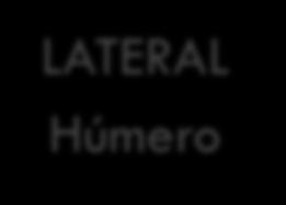 LATERAL Húmero POSTERIOR M.