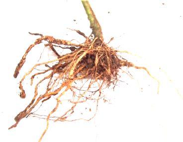 Pocas raíces secundarias sanas 9. Todas las raíces muy 10. Todas las r noduladas. Planta muriendo Sin sistema r generalm 2. Sólo nódulos pequeños. Raíces principales sanas 3.