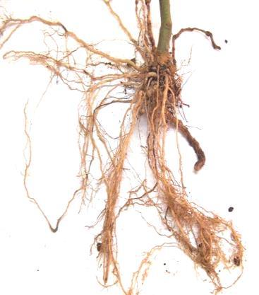Nódulos escasos y pequeños, sanas difíciles de encontrar Índice 5 Índice 4  Mayoría de raíces Algunas raíces principales noduladas claramente noduladas principales noduladas