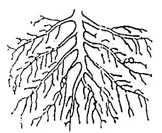 Todas las raíces principales 9. Todas las raíces muy 10. Todas las raíces noduladas. noduladas. Pocas raíces noduladas. Planta muriendo Sin sistema radicular.
