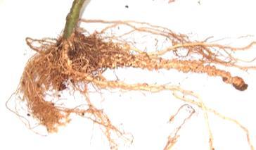 Predominan lo grandes. Raíces sanas Índice 7 Índice 6 5. 50% de raíces infestadas. 6. Raíces principales Algunas raíces principales noduladas claramente noduladas 7.