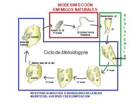 I n t r o d u c c i ó n Nematodos: Meloidogyne spp.