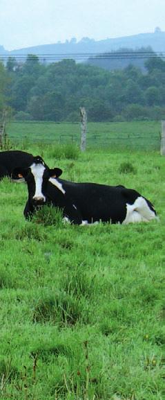Seguimiento técnico-económico de ganaderías de leche: síntesis de resultados 25 y análisis de los niveles de JOSÉ CARLOS BARRIO DE PEDRO. Área de Experimentación y Demostración Ganadera.