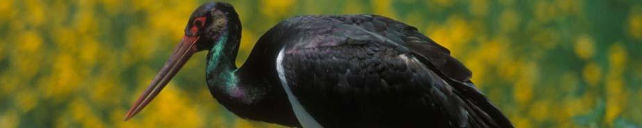 Cigüeña negra (Ciconia nigra) Seguimiento y vigilancia de parejas de Halcón peregrino o común (Falco peregrinus)