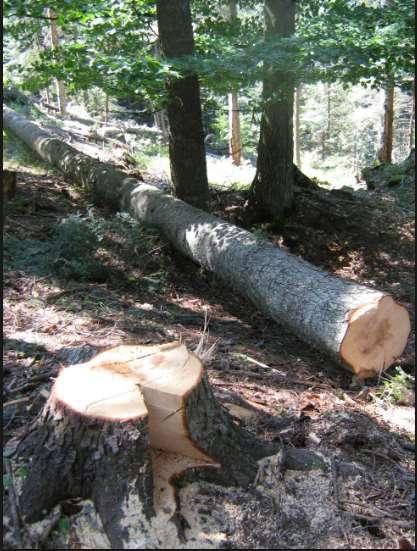 Sector forestal Se han creado modelos matemáticos para la administración forestal.