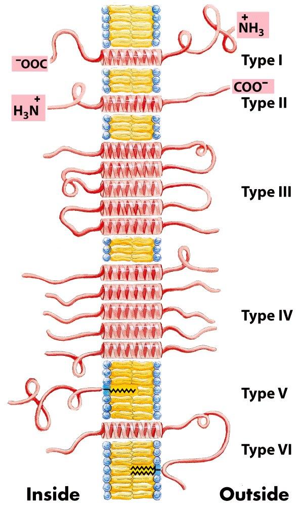 un único polipéptido (Type III) o unión de varios segmentos transmembrana de varios polipéptidos (Type IV).