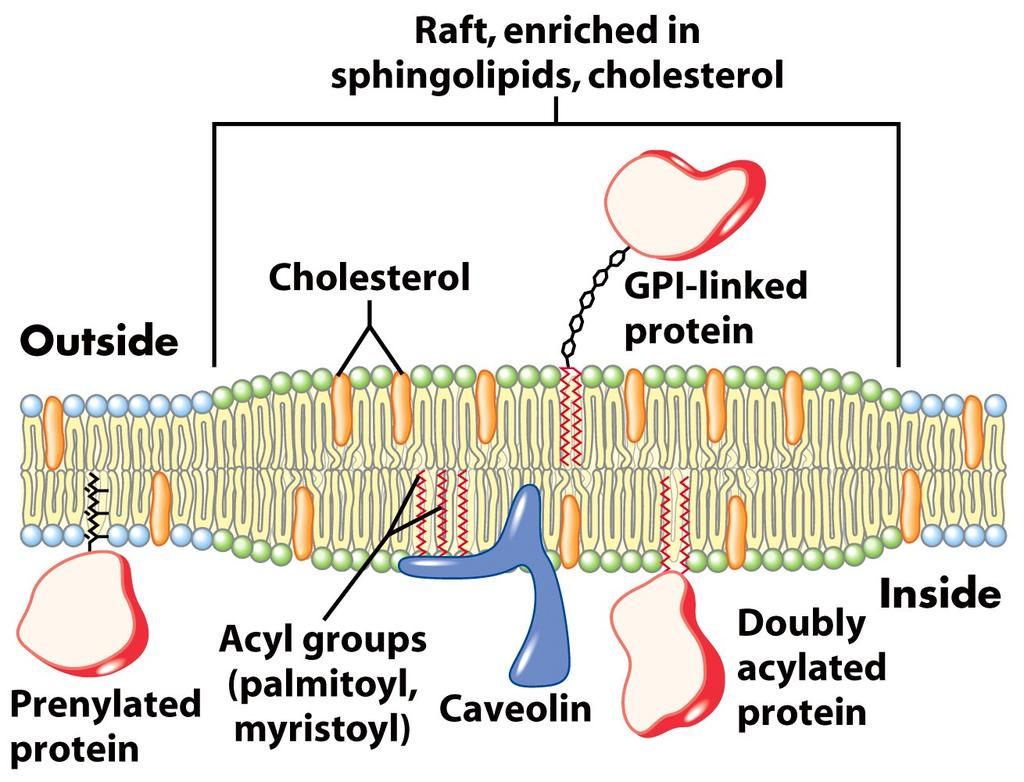 Esfingolípidos/Colesterol: balsas o raft de membrana Esfingolípidos, comunmente glucoesfingolípidos, forman agrupaciones transitorias (hoja externa), que excluyen a fosfolípidos, y se asocian a