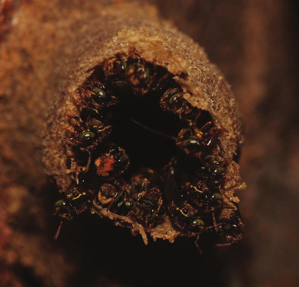 (NUEVA SERIE) 33(2) 2017 presentaba un mayor número de colonias, Nannotrigona mellaria; estas abejas presentan una entrada tubular erecta, compuesta de cera y con una longitud variable de hasta 10 cm