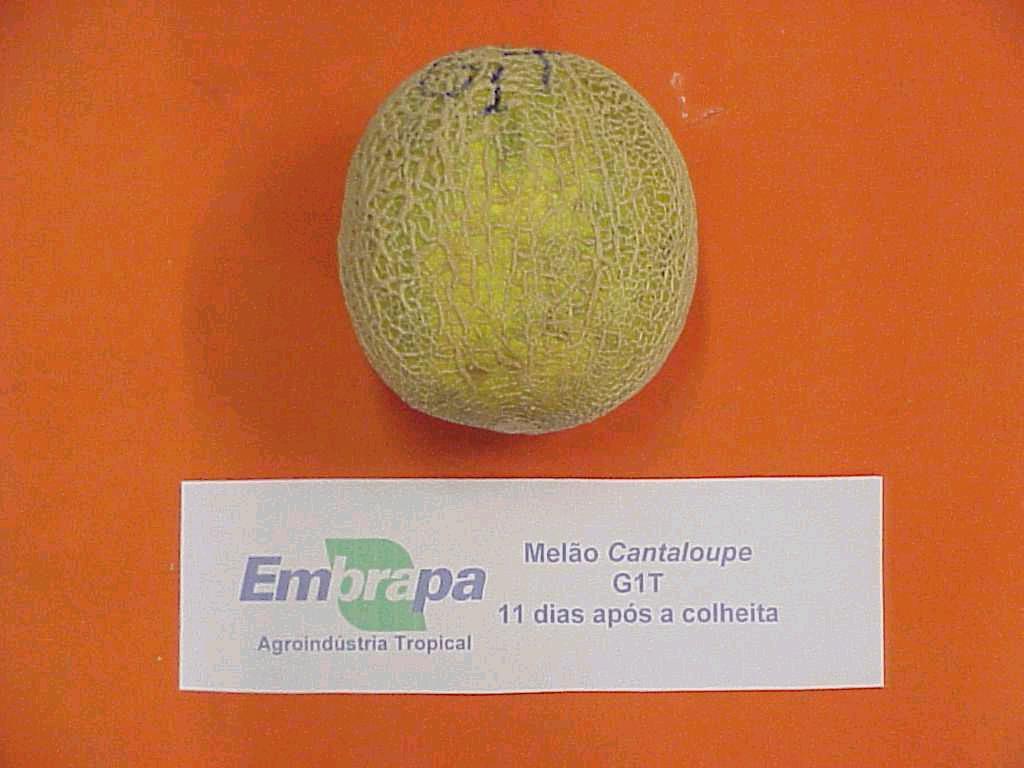 Conclusión Se constató la presencia de daños mecánicos en el melón submetido a impacto.