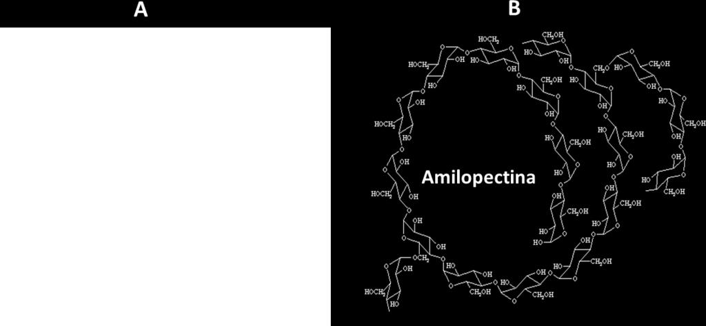 Almidón El almidón está compuesto de dos polisacáridos la amilosa que representa entre el 25 y 30% de todo el almidón en la mayoría de las variedades de maíz y la amilopectina que representa entre el