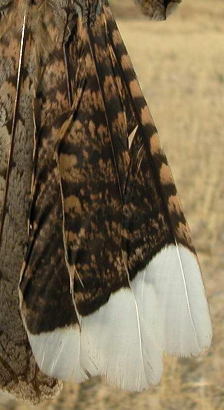 punta de las primarias oscura y punta de las plumas de la cola y de las primarias centrales redondeada.