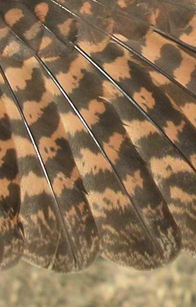 zonas de cría (abarca plumas corporales, coberteras del ala y