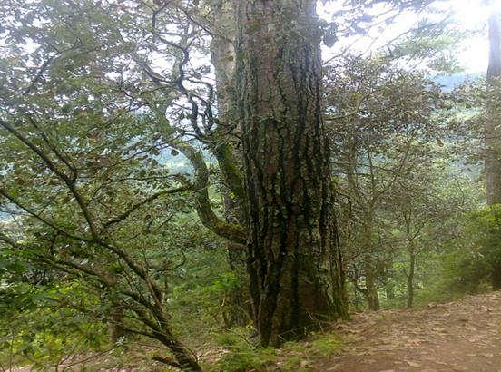 91 Planes de Manejo forestal Elaborados para beneficiarios de base del occidente y oriente de Guatemala, en sus distintas modalidades, apoyados por diferentes organizaciones para ingresar a los