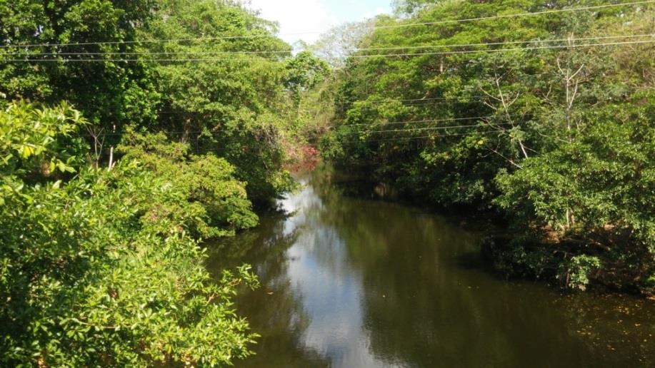(Fotos 4.4 y 4.5). En el área de Chame, se encuentra un área por donde hay árboles de mangle salado, especie que se encuentra amenazada. Tabla 4.5. Especies del bosque secundario bastante intervenido.
