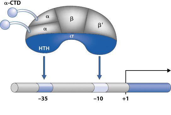 Subunidades de la RNA polimerasa bacteriana ω Centro catalítico Especificidad promotor