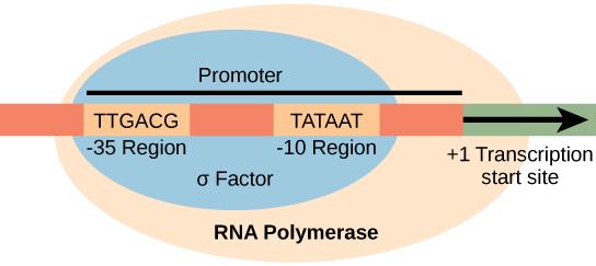 El factor Sigma garantiza la unión estable de la RNA pol en el Promotor Los genes que se expresan bajo condiciones particulares, tienen promotores diferentes y utilizan otros factores sigma
