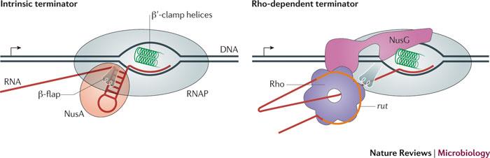 En la Terminación se reconocen secuencias que aparecen en el ARN transcrito Terminador intrínseco Terminador Rho-dependiente Debido a una secuencia rica en CG en el RNA transcrito se forma un