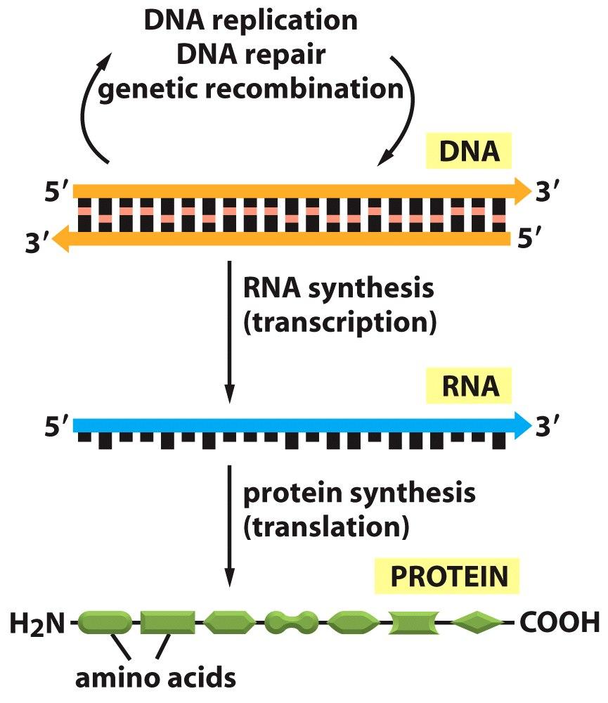 Dogma central Replicación de ADN Reparación Recombinación