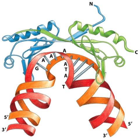 Factores generales de la transcripción Clase II (GTFII) TFIID es un complejo multiproteico TBP TATA Binding Protein TFIID + TAFs TBP associated factors TBP Dominio β plegado Surco menor en TATA TATA