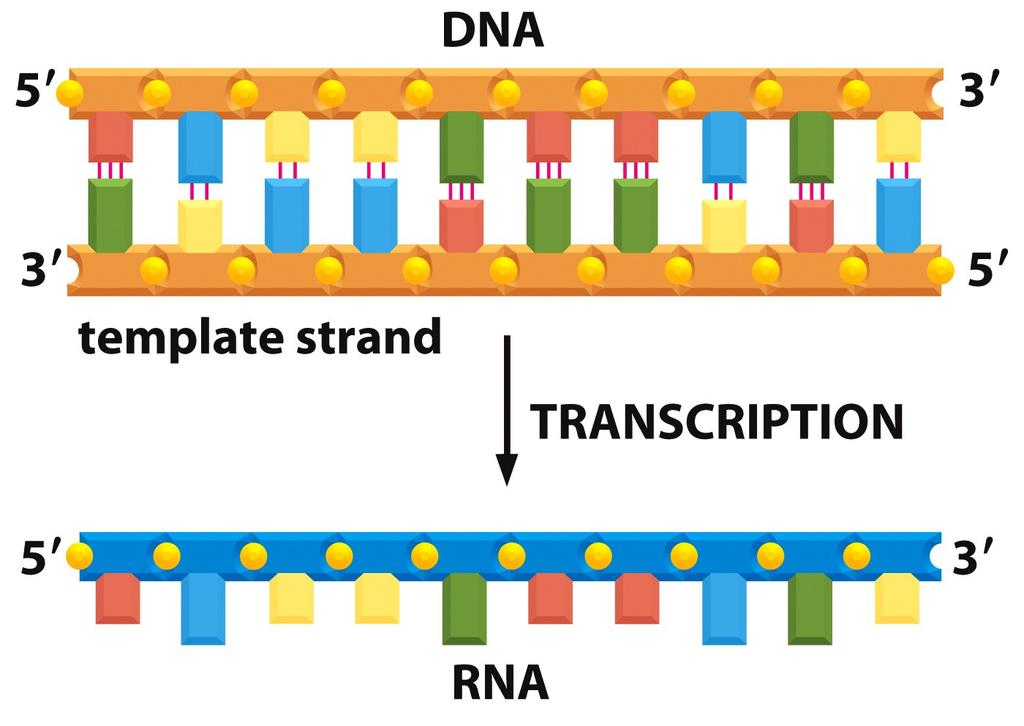 Transcripción codificante molde RNA polimerasa Solo se utiliza una de las cadenas como molde El ARN transcrito es complementario