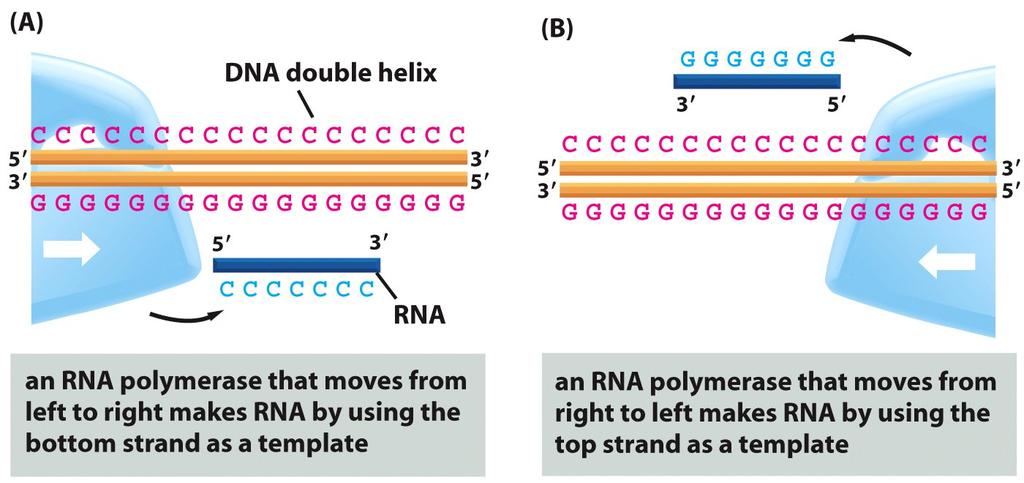 Promotor: secuencias de ADN que reconoce la RNA polimerasa y proteínas asociadas a ella para iniciar la transcripción La RNA polimerasa reconoce el promotor en la cadena superior (codificante) y