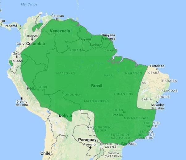 Novedades ornitológicas Figura 1. Mapa de la distribución de Anhimacornuta en América del sur (Neotropical Birds Online: Map based on NatureServe 2016). en pareja o pequeños grupos familiares.