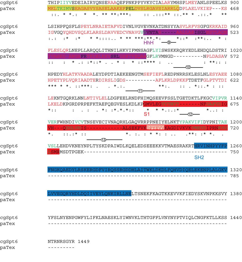 Fig. S1: Alignment of Spt6 and Tex protein sequences Alignment of the C. glabrata Spt6 (cgspt6) and P. aeruginosa Tex (patex) protein sequences by ClustalW.