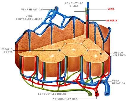Los sinusoides corren hacia la vena central interna en donde desembocan, esta a su vez desemboca en una vena intercalar (que no están relacionadas a las tríadas), que forman las venas hepáticas.