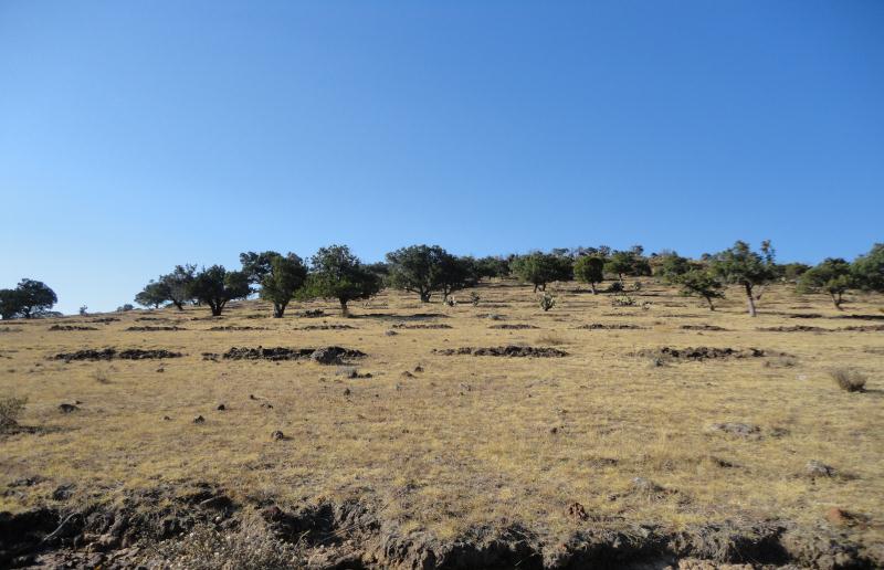 Iniciativa del Ejido para recuperar el suelo y la vegetación ZANJAS TRINCHERA En el año 2011, el Ejido acordó participar con la CONAFOR para