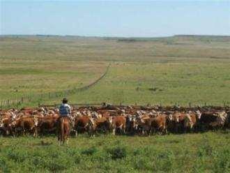 Base Alimenticia de la Producción Ganadera en Uruguay La producción de carne