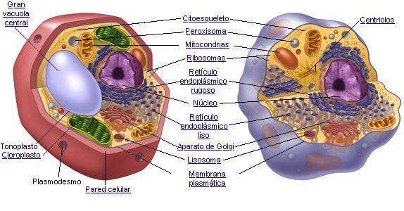 eucariotas contiene citoesqueleto y orgánulos.