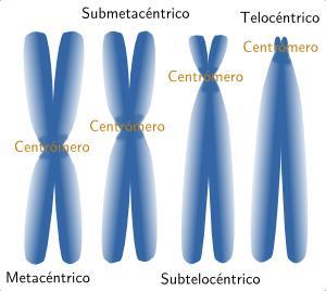 Tipos de cromosomas según donde se sitúa el centrómero Número de cromosomas Todos los individuos de una especie y todas las células de un individuo (excepto los gametos), tienen el mismo número de