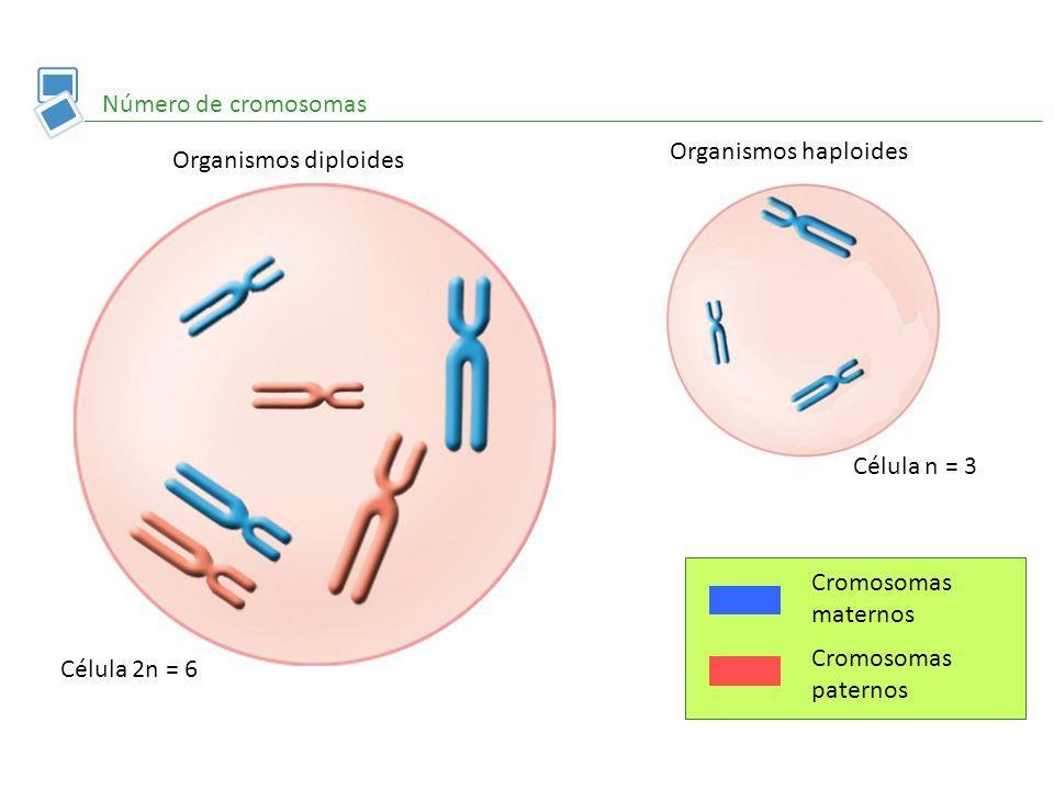 Haploides (n): son gametos, no tienen cromosomas homólogos El cariotipo Es el conjunto de cromosomas de un individuo.