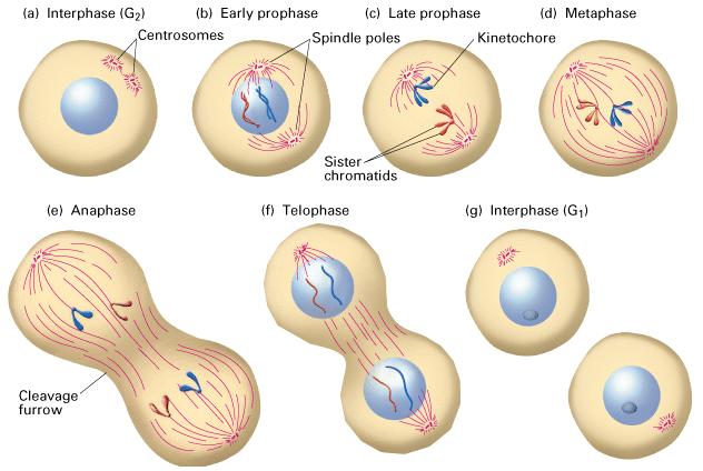 7. DIVISIÓN CELULAR División celular = mitosis (división del núcleo) + citocinesis (división del citoplasma) Mitosis Durante la mitosis se reparte de forma equitativa el material genético entre las