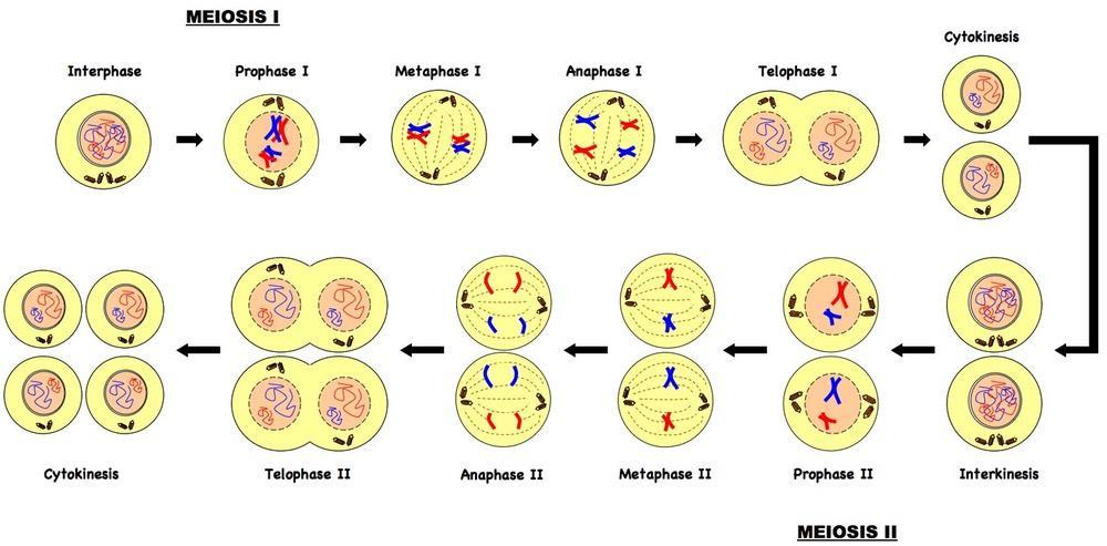 8. LA MEIOSIS La meiosis consiste en dos divisiones celulares consecutivas.