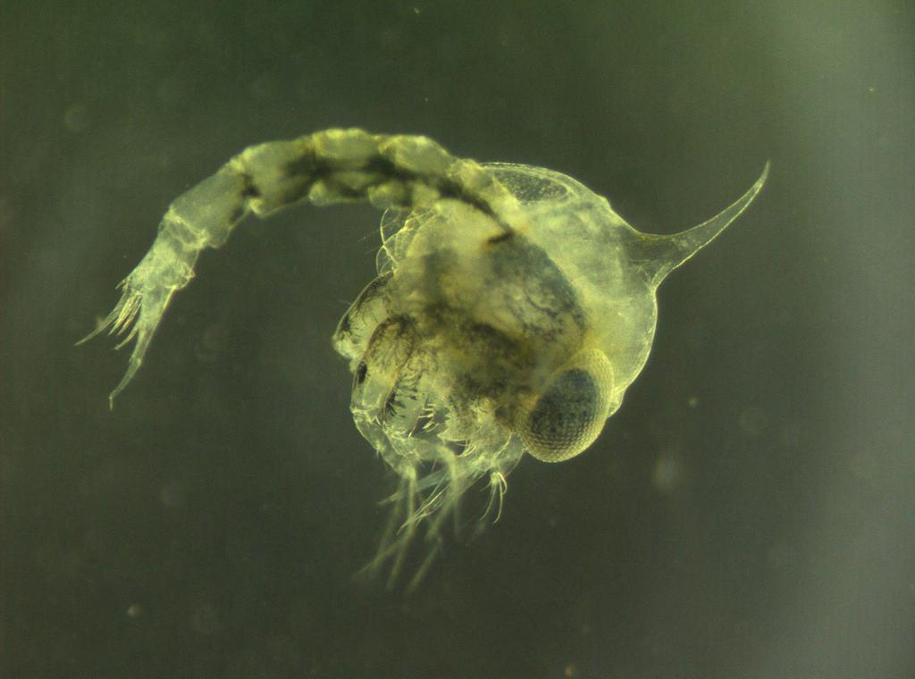 Larva de centolla Maja Brachydactyla en