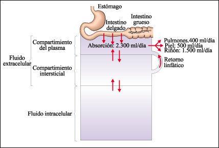 Los compartimientos líquidos del cuerpo humano. FISIOLOGÍA RENAL Y OSMORREGULACIÓN.
