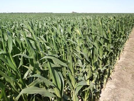 con un desarrollo sin problemas. En el área que comprenden los 12 departamentos, se estima una superficie sembrada para maíz temprano (de primera) de unas 90.000 ha.
