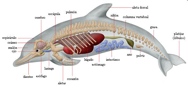 Os grandes mamíferos acuáticos non teñen branquias, senón pulmóns, que son