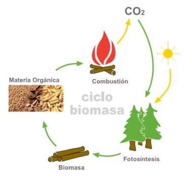 Introducción La solución energética verde Qué es la biomasa? Es un combustible de origen biológico, totalmente respetuoso con el medioambiente.