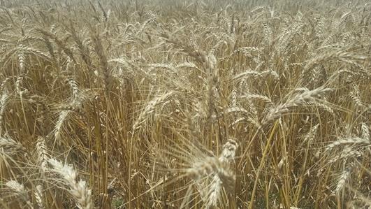 Lote de trigo, con muy buen desarrollo y uniformidad, en estado fenológico 91 (cariopse duro, difícil de dividir) en el centro del departamento Las Colonias.