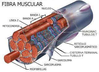 BIOMECANICA DEL MUSCULO Definición de la contracción muscular La contracción muscular es el proceso fisiológico en el que los músculos