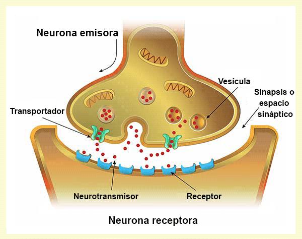 Neurotransmisores Definición: Mediador químico que se libera al espacio sináptico cuando el terminal presináptico es estimulado, y es capaz de unirse a los receptores ubicados en la membrana