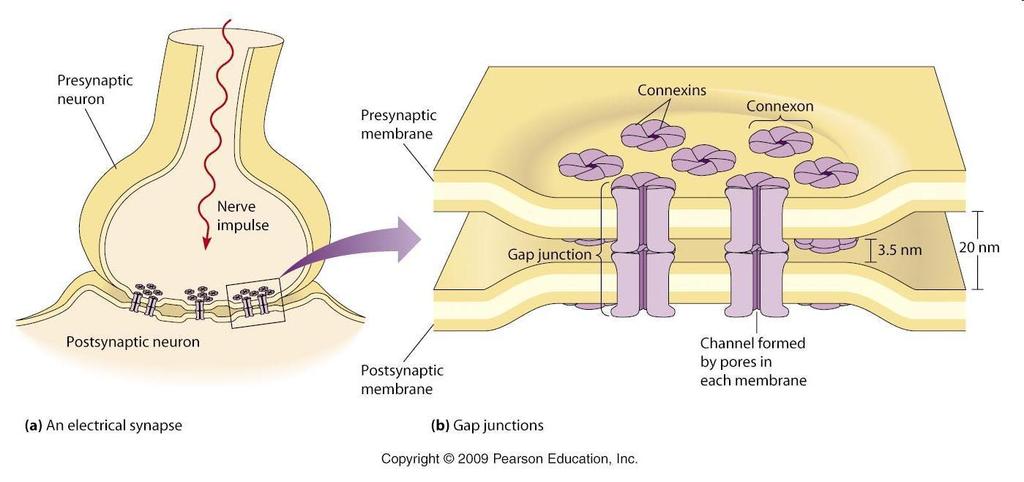 Sinapsis eléctrica Terminal presináptica y postsináptica están comunicadas de manera directa por canales intercelulares con un poro central, unión de tipo GAP.