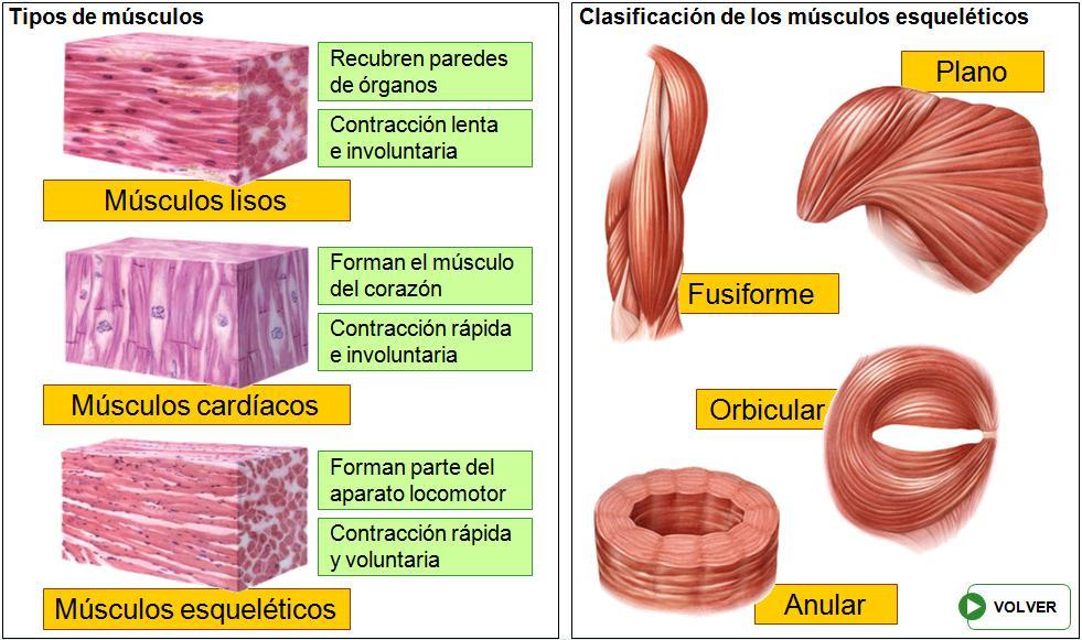 PUNTO 9º - LOS MÚSCULOS Están formados por células alargadas, llamadas fibras musculares.