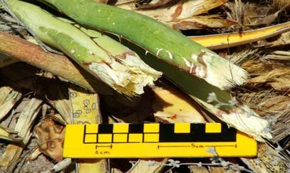 La lechuguilla (Agave lechuguilla) es un agave que se localiza principalmente en los desiertos de Chihuahua y Sonora, casi siempre sobre piedra caliza.